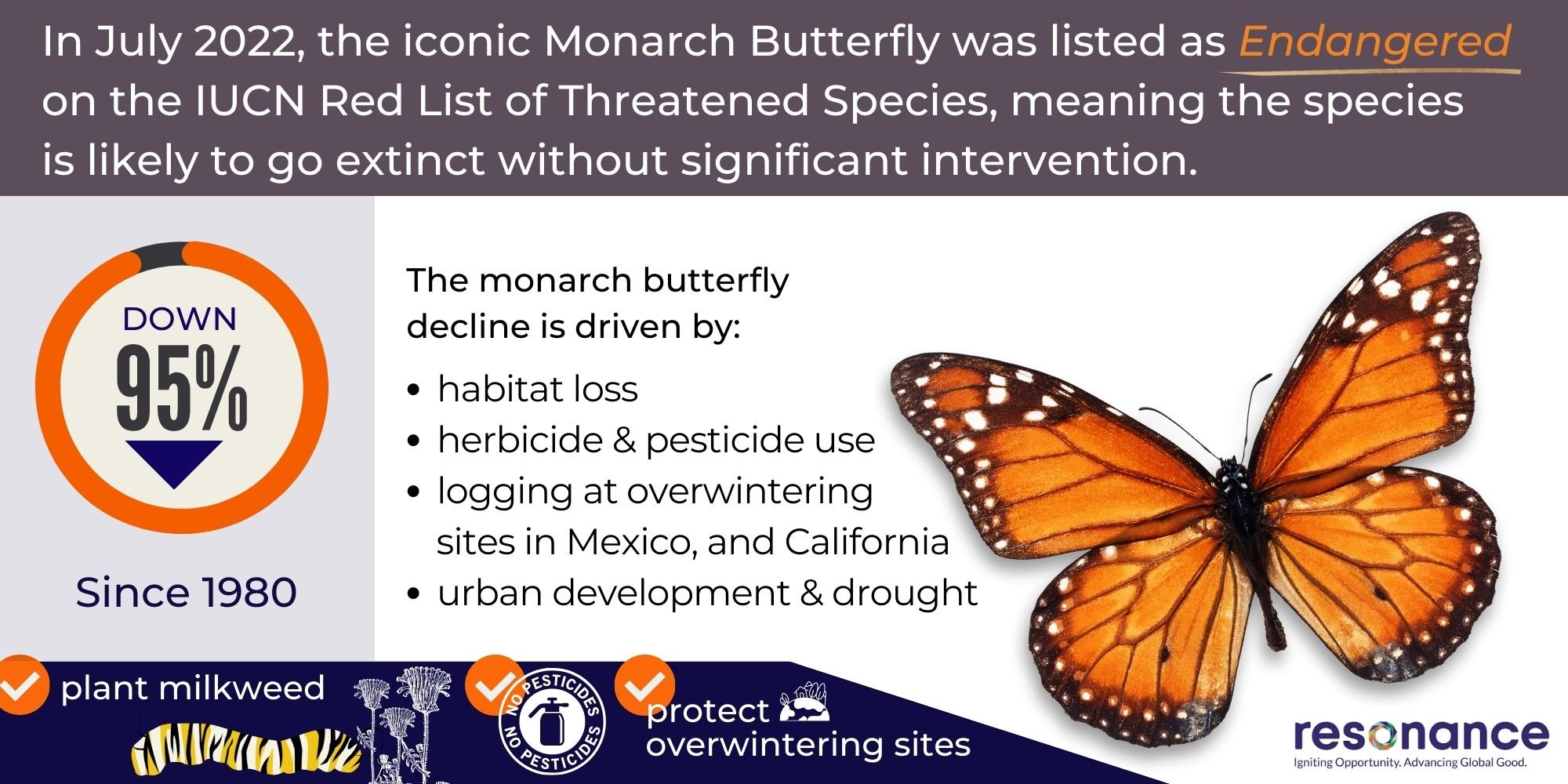 Monarch Endangered
