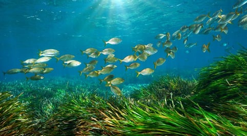 Seagrass