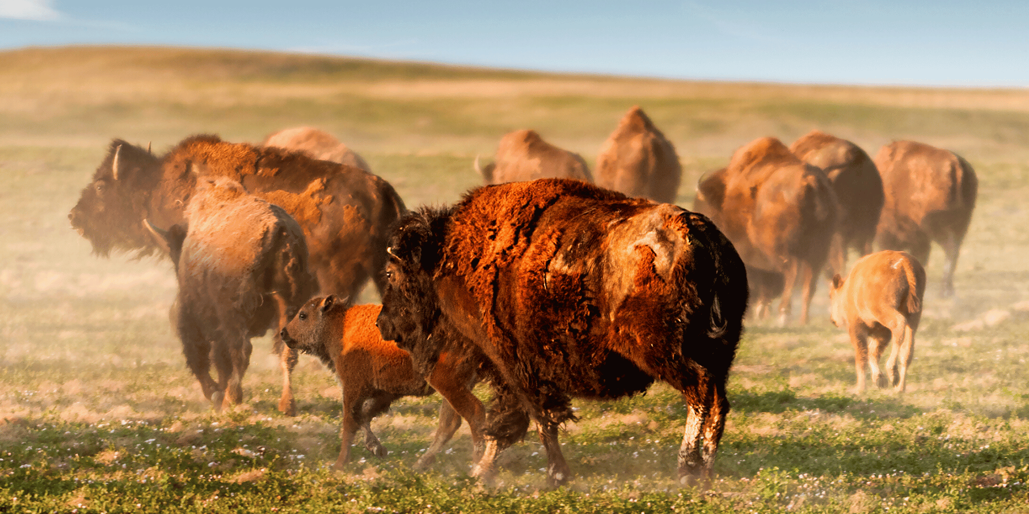 Bison Restoration