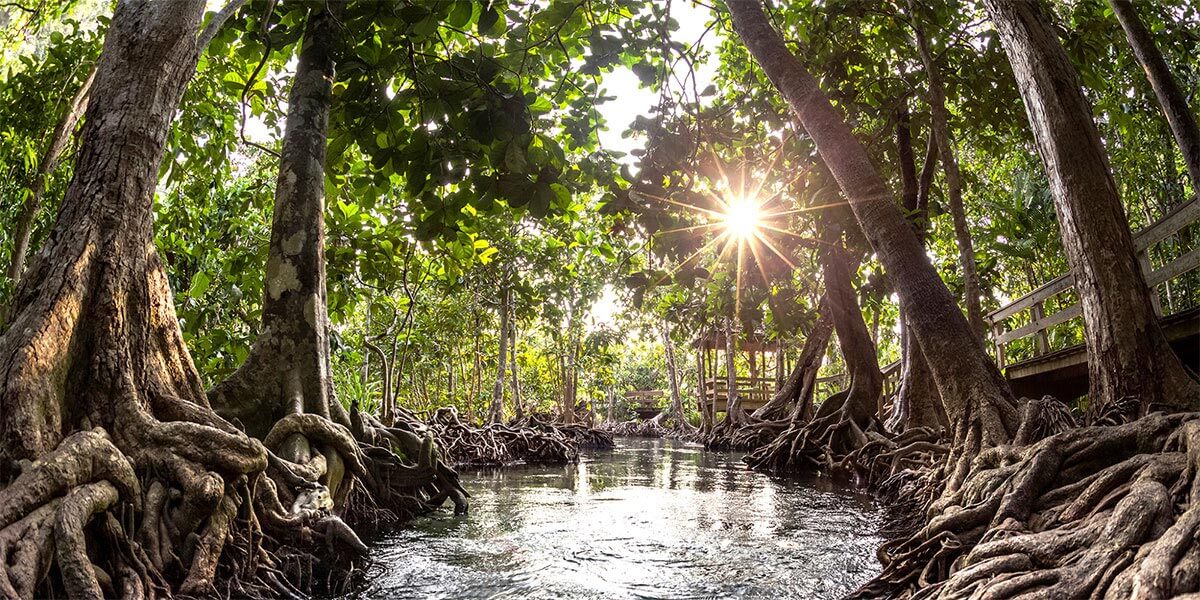A mangrove made possible by a planting initiative