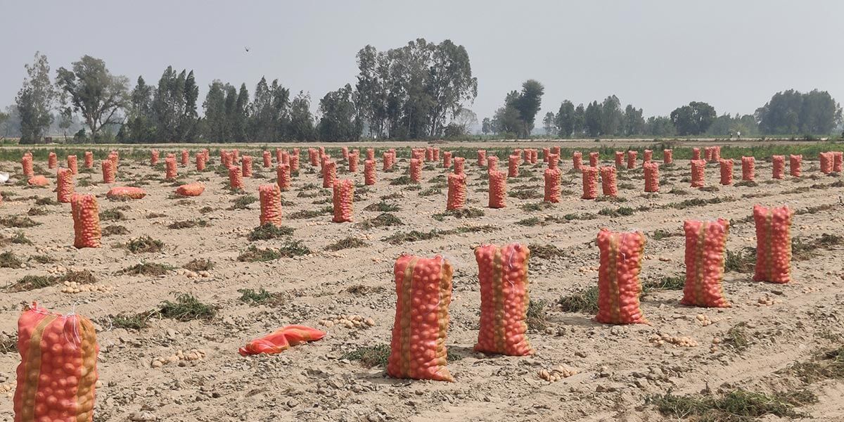 Field of potatoes in sacks created by a new tool supporting women in agricultural supply chains