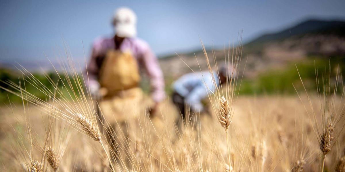 Company partnering with a Development Finance Institution (DFI) to promote sustainable agriculture. 