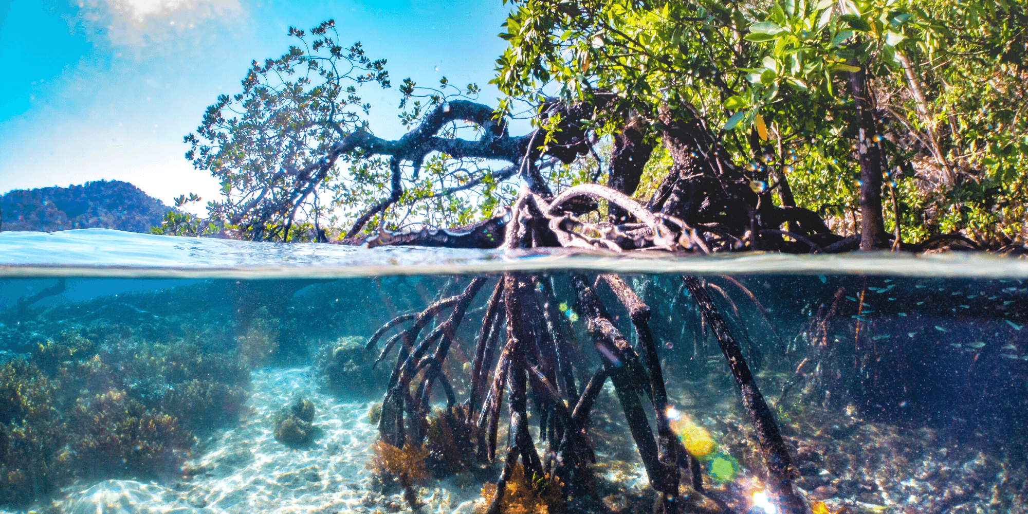 Mangroves Nature-Based Solutions