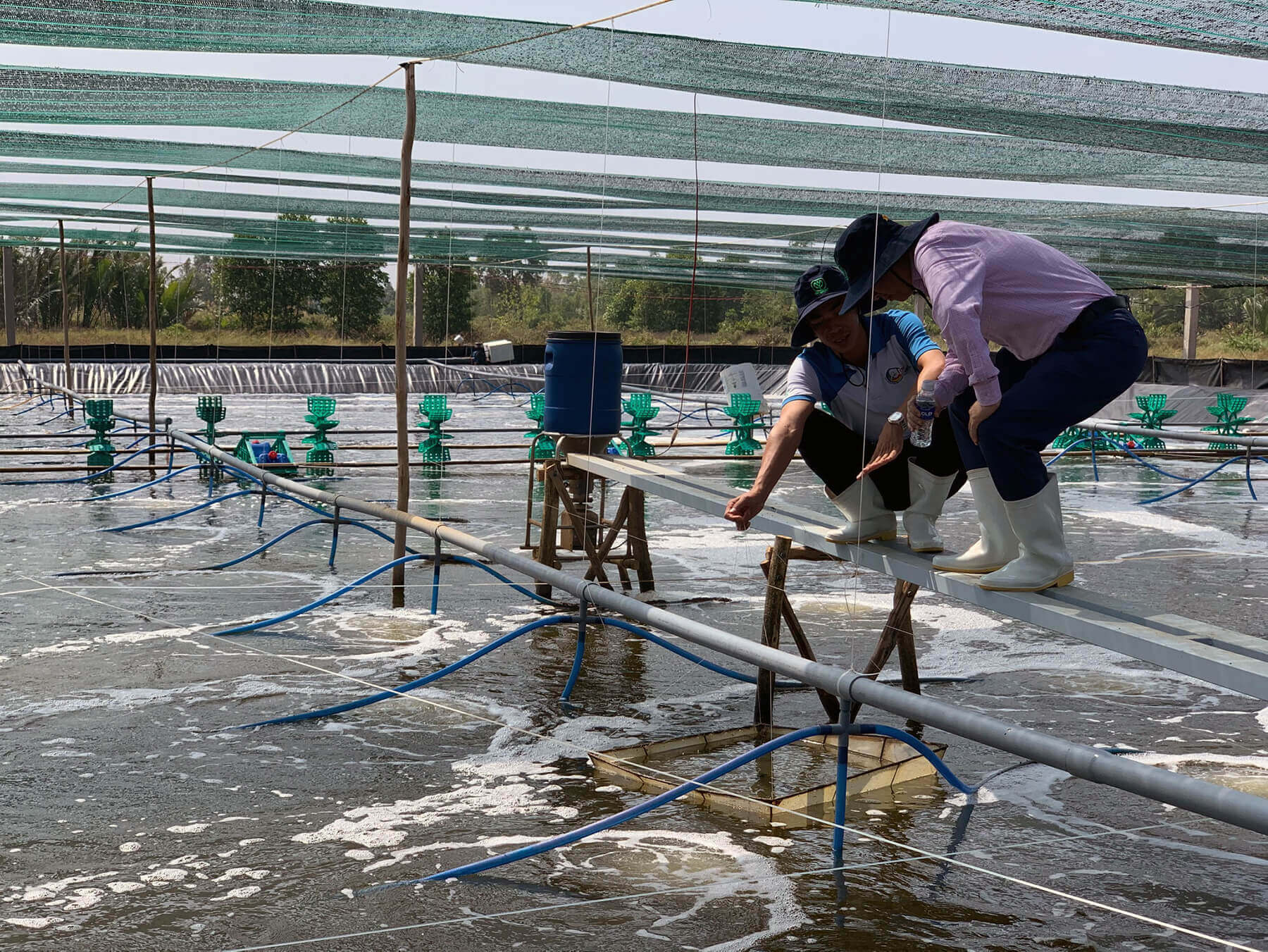 Shrimp-Farm-Vietnam seafood watch project