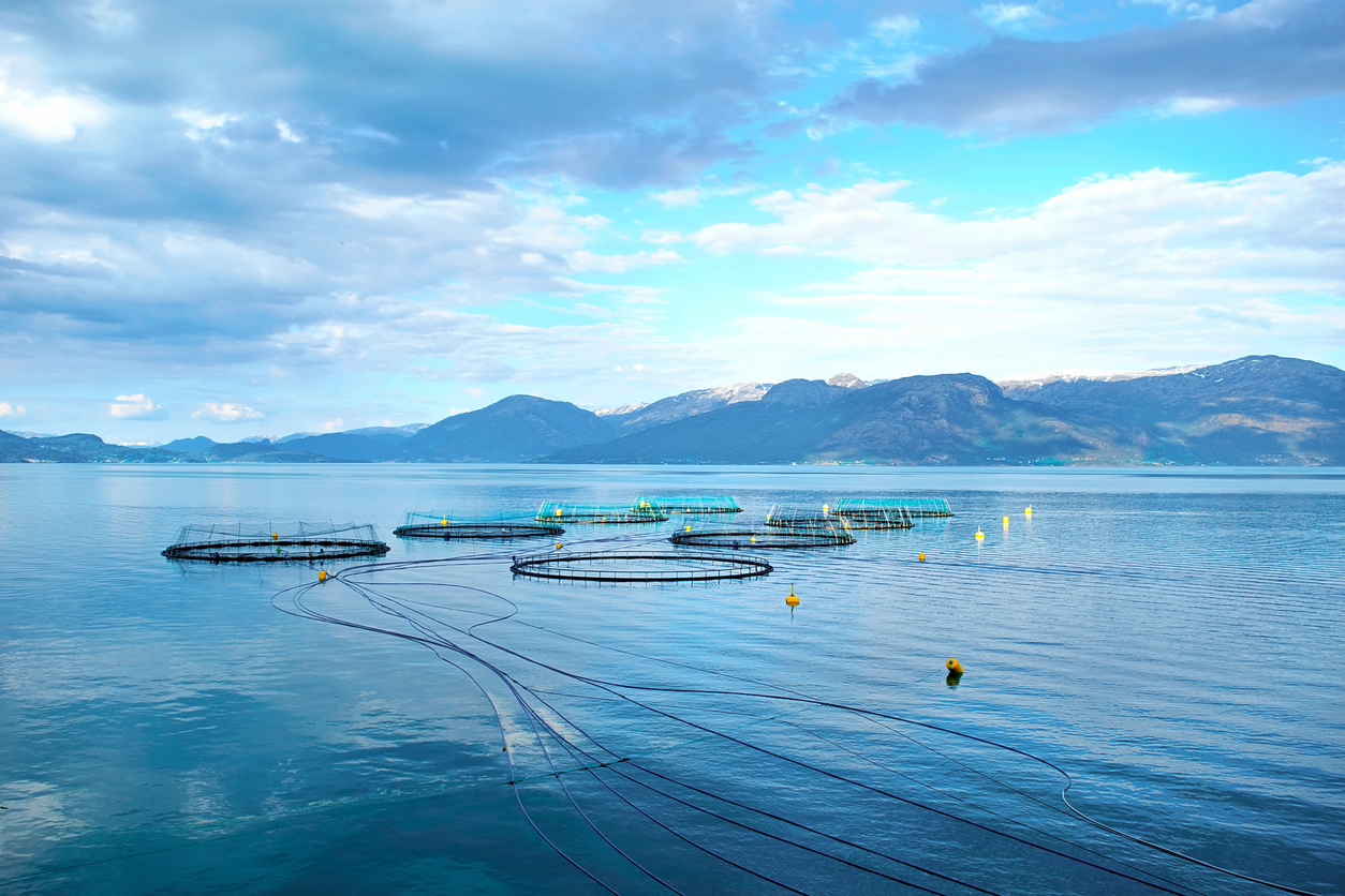 A salmon farm is the result of fast-tracking sustainable impact in aquaculture 