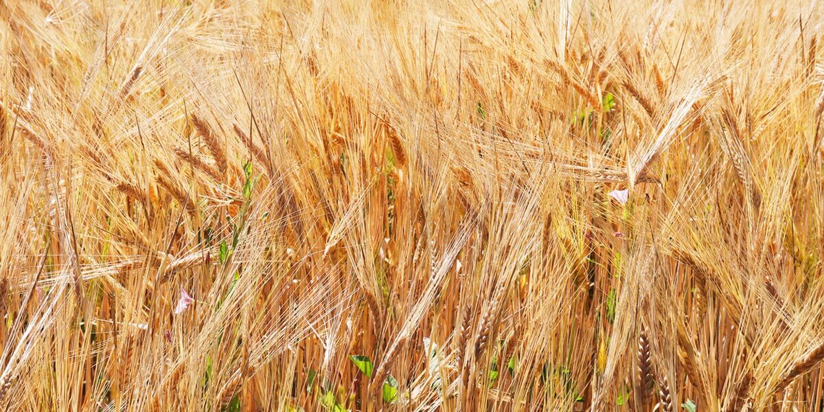 Crop field depicting the importance of regenerative farming practices. 