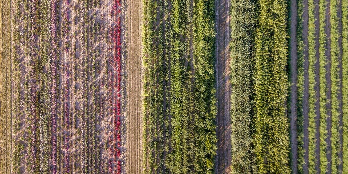 Aerial drone showing off the impact of regenerative agriculture trends. 