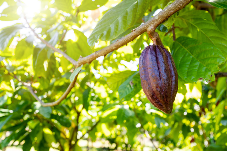 Cacao tree in an organic field