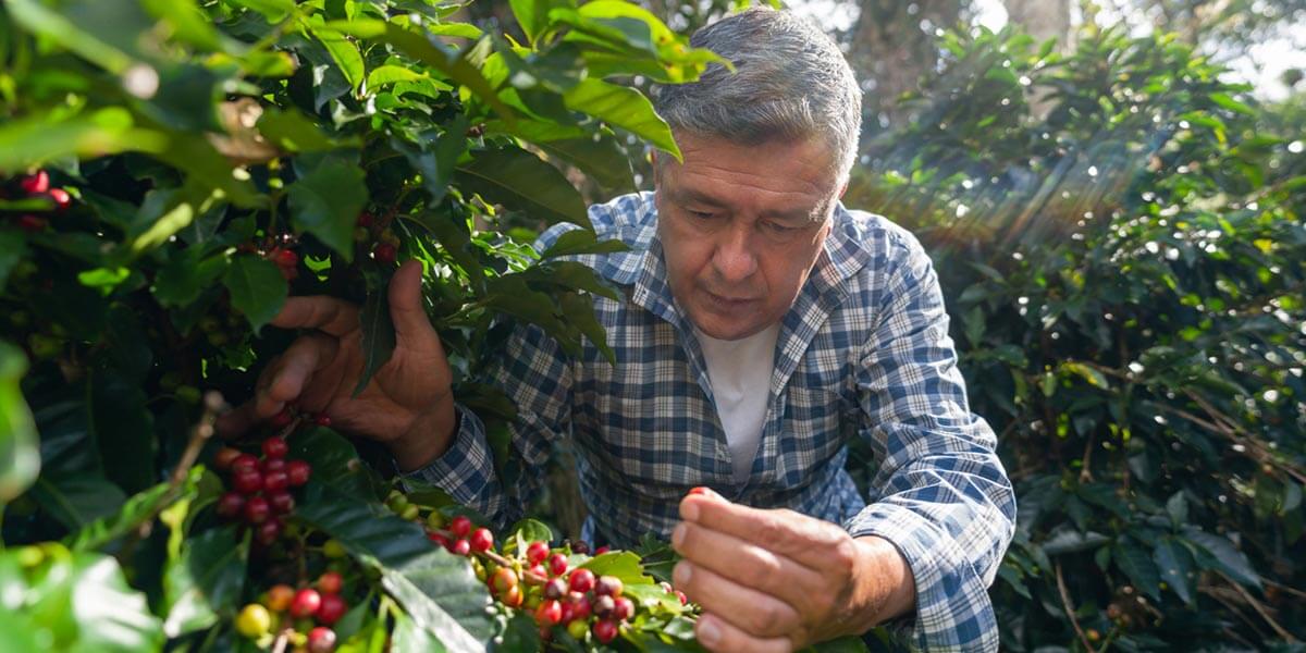 Coffee farmer thinking of sustainable businesses.