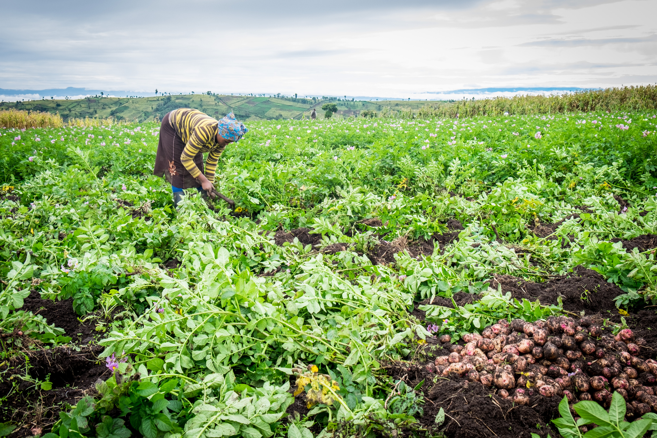 A farmer using regenerative agriculture practices.