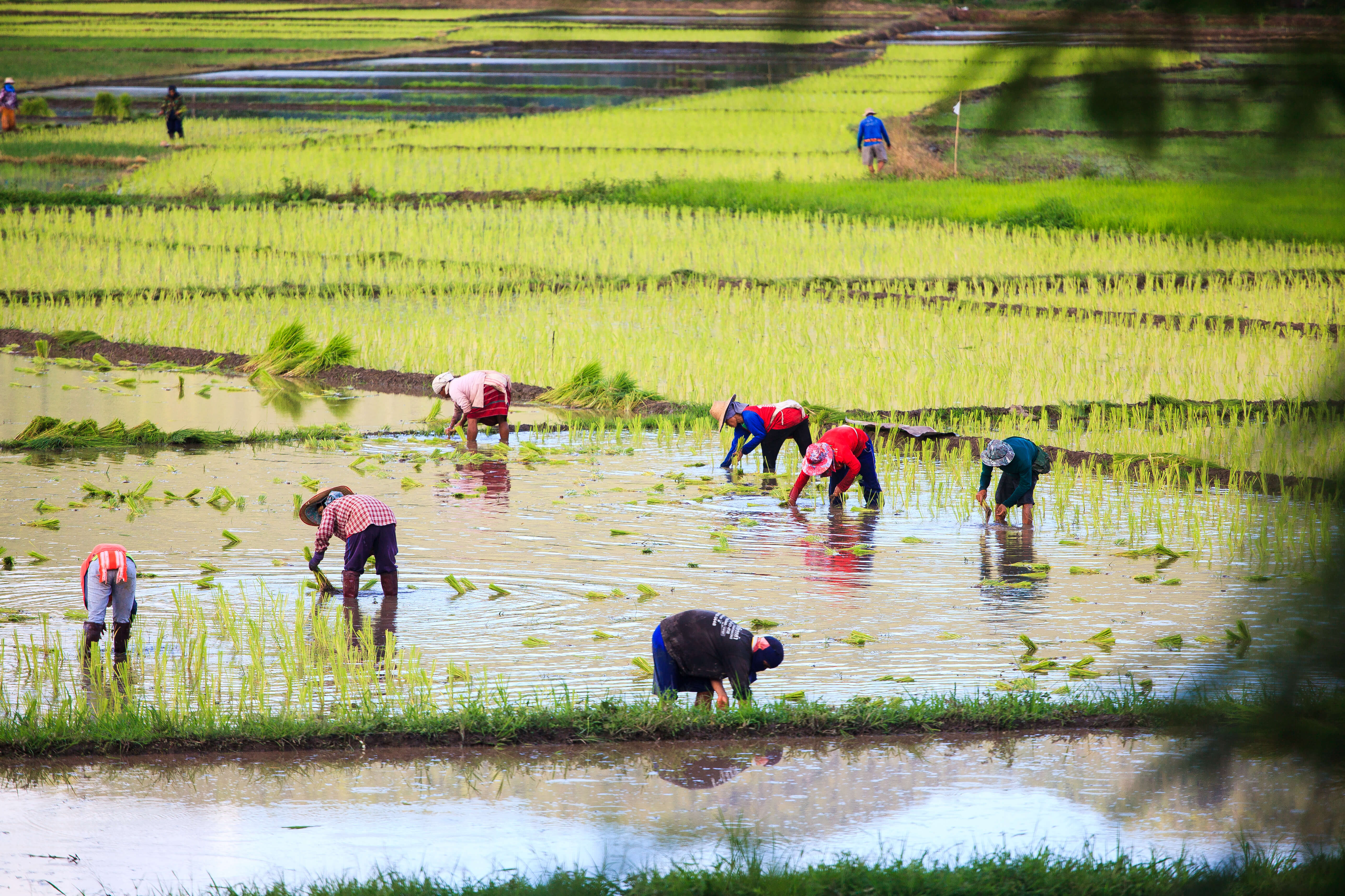 Connecting Subsistence Farmers to Local Distribution Networks (Q&A)