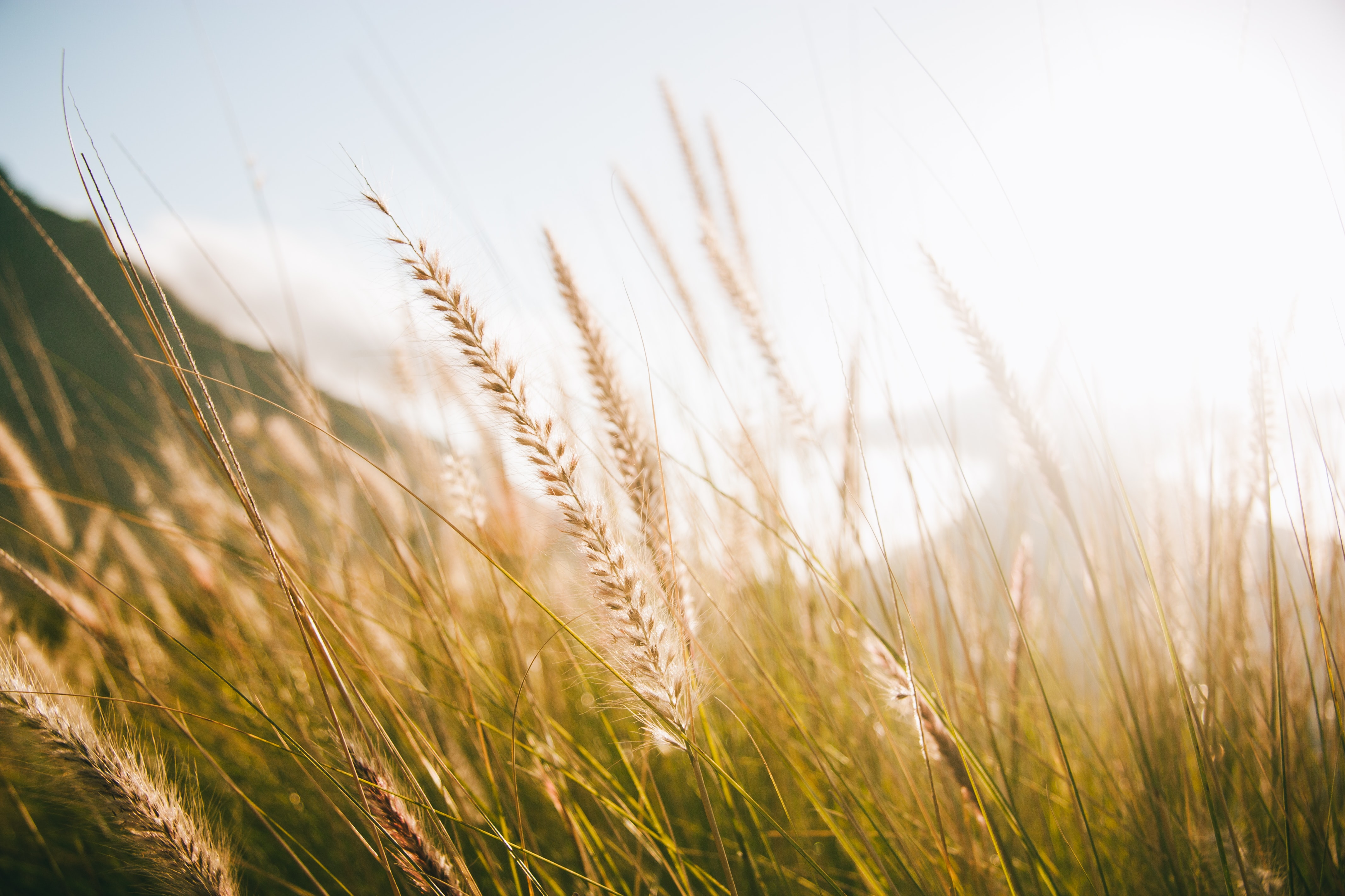 A wheat field as a part of a sustainable food system. 